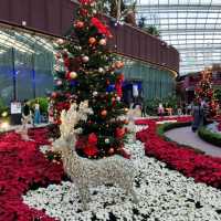 Christmas @ Flower Dome