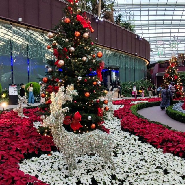 Christmas @ Flower Dome
