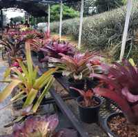 Saudagar Nanas Agrofarm, lokasi menarik!