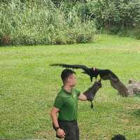 最後機會～新加坡裕廊飛禽公園