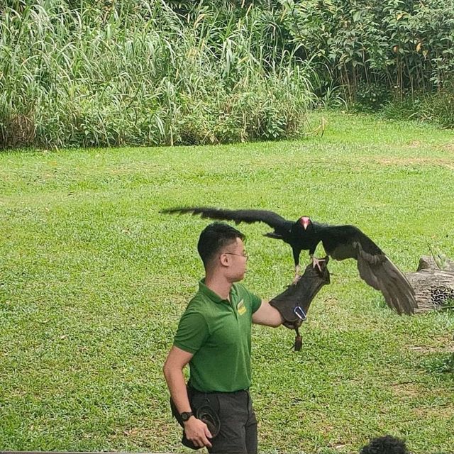 最後機會～新加坡裕廊飛禽公園
