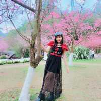 ซากุระเมืองไทย บานแล้ว