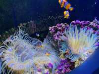 澎湖景點-澎湖水族館