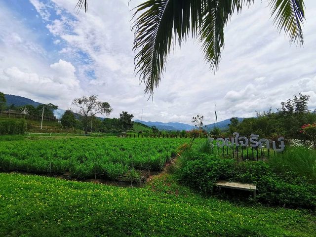 สวนดอกไม้ร้อยใจรักษ์ ชมดอกกระเจียวสีขาวสวยงาม