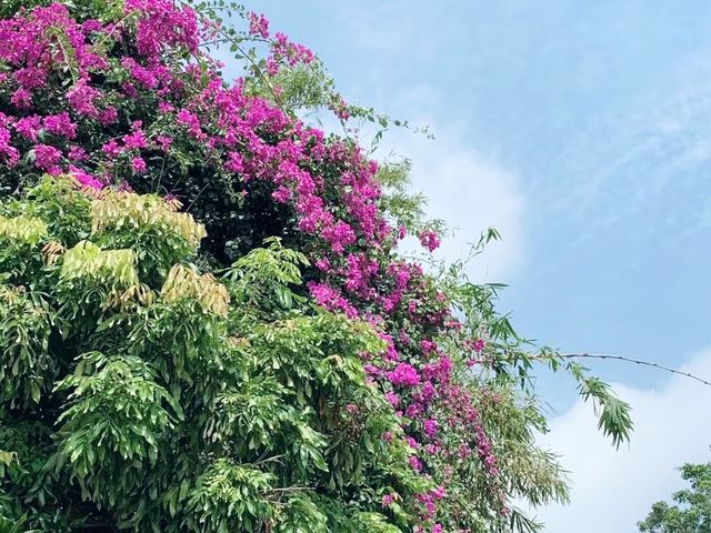 郊外走走｜梅窩