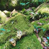 【屋久島】苔むす森