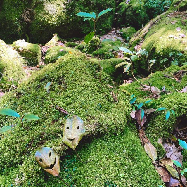 【屋久島】苔むす森