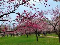 札幌　SAKURA 桜めぐり❗️北海道神宮の桜＆梅に感動❗️