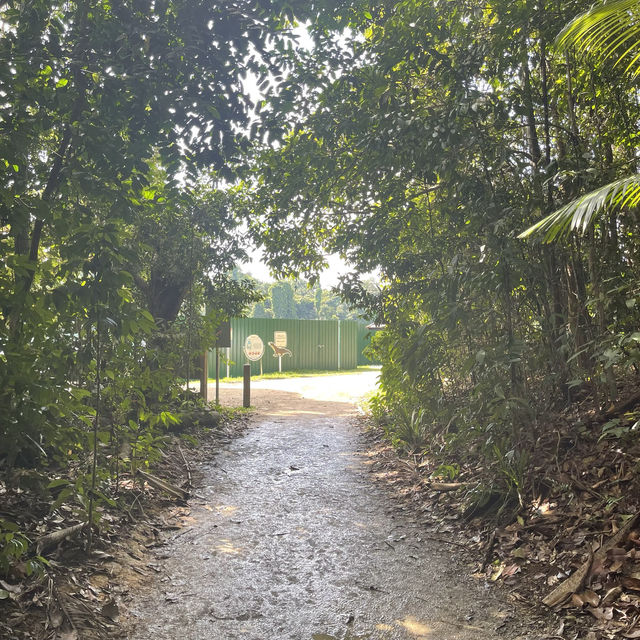 MacRitchie Reservoir and TreeTop Walk! 🌴🍃☀️