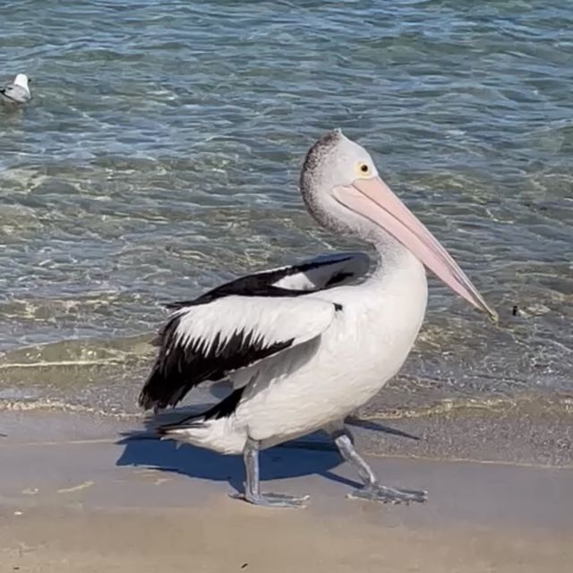 Marine Wildlife - Penguin Island, Perth 