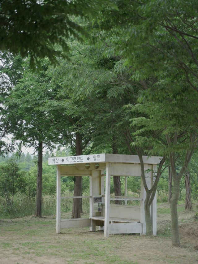 아그로랜드 수레국화 보러 나들이 가요 💙