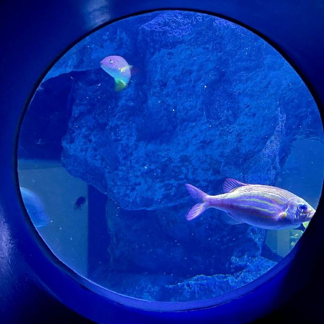 インスタ映えすると話題の水族館