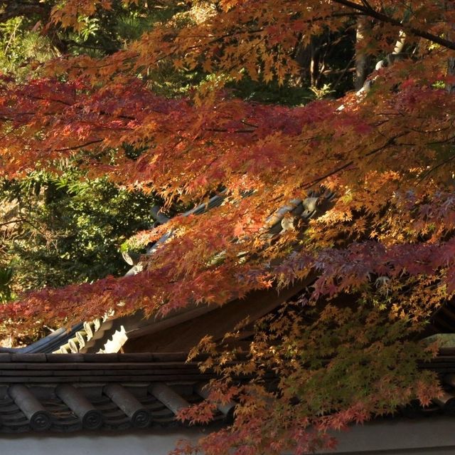 神奈川県にある三渓園！😆
