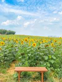 가장먼저 만나본 팜랜드의 해바라기🌻