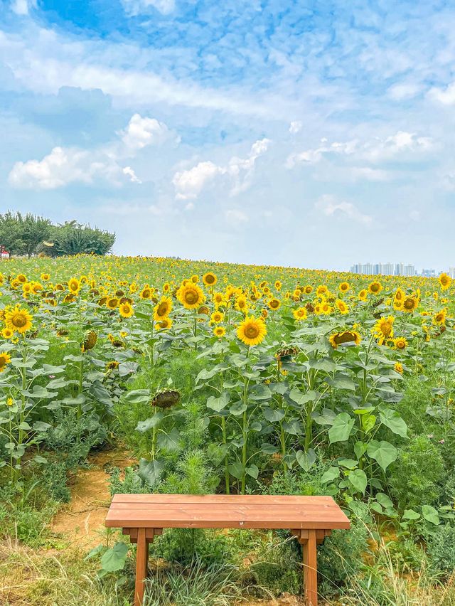 가장먼저 만나본 팜랜드의 해바라기🌻