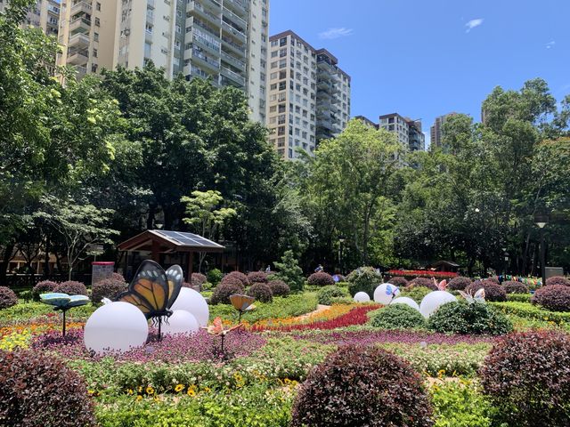本地遊 ｜ 荔枝角公園 ｜賞花 ｜ 小百日草