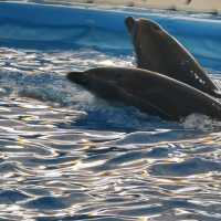 Dolfinarium Pattaya

