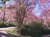 ทริปสีชมพูดอยขุนช่างเคี่ยน