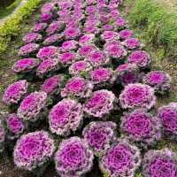 Doi Inthanon Chiangmai Thailand