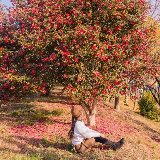 🌺비행기없이 부산에서 동백을 만날 수 있는곳 [부산, 사상 강변대로]🌺
