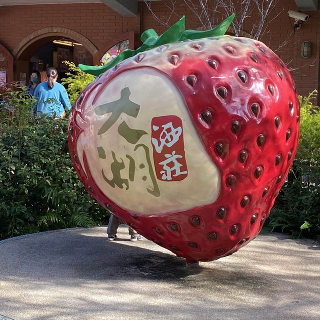 草莓季逛逛大湖酒莊