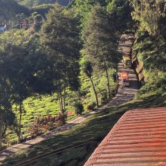 Cameron Valley Tea House 여행 사진