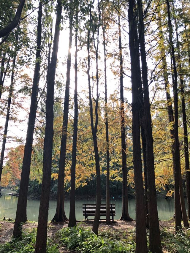 Fall in love in this Park in Shanghai 🍁