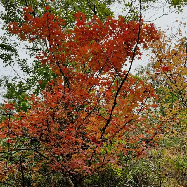 假日行山遊 元荃古道