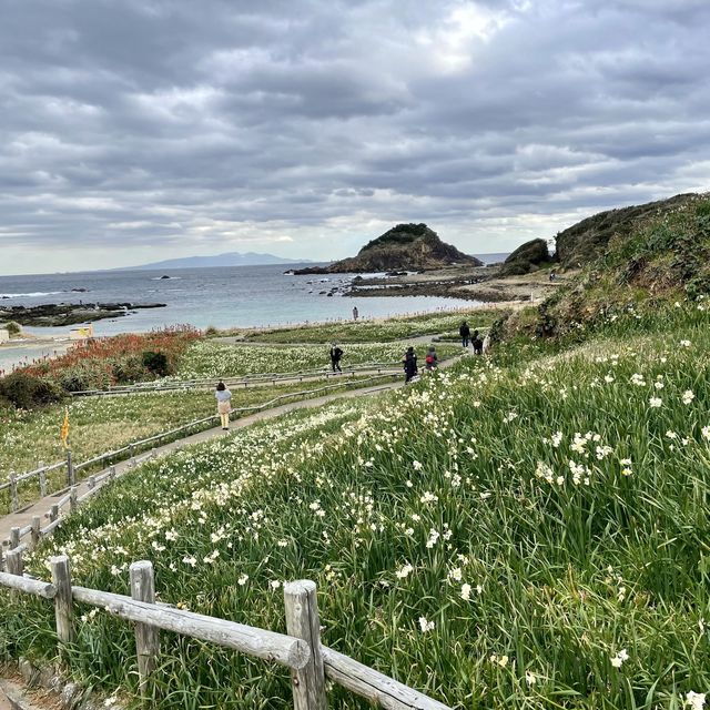 【静岡・下田】爪木崎水仙まつり