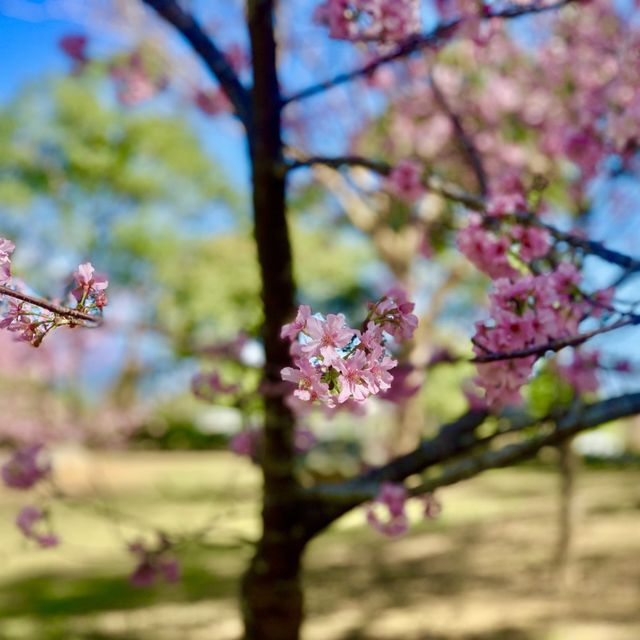 台東必去景點：鹿野高台，旁邊還有茂盛的櫻花🌸