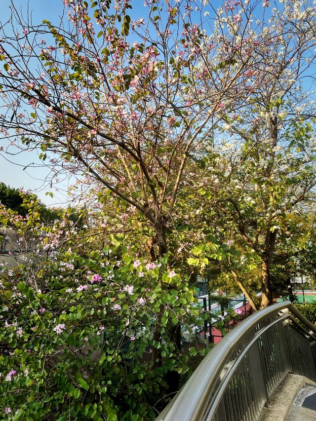 🌸有係時候一齊去公園賞花啦🥳