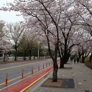 韓國首爾櫻花🌸
