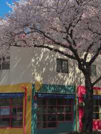 🌸만개한 4월 초의 전농로 왕벚꽃거리🌸