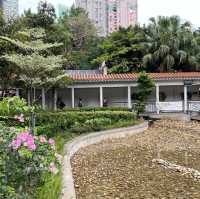 大角咀中式公園賞花｜漸變色橙黃花、烏龜、中式涼亭