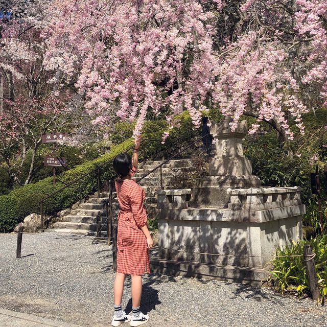 일본 벚꽃놀이 시즌의 추억 가득한 교토🌸