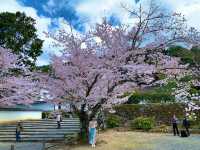 京都　SAKURA 桜めぐり❗️南禅寺の桜に感動❗️