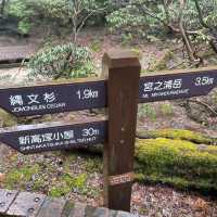 屋久島にある縄文杉は圧倒的な大きさ！😲