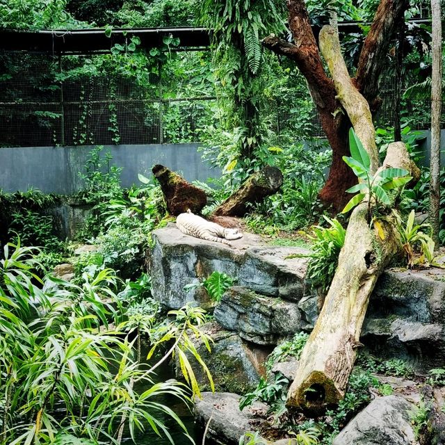 Singapore Zoo Expedition Trip