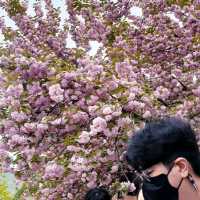 Wansan Park  (full of flower)