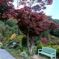 Garden with Fall colors 