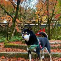 紅葉が素晴らしく　即身成仏のミイラがある珍しいお寺