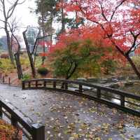岩手県！盛岡城跡公園で紅葉狩り