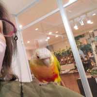 【大阪 東心斎橋】バードカフェで癒されちゃう🐦