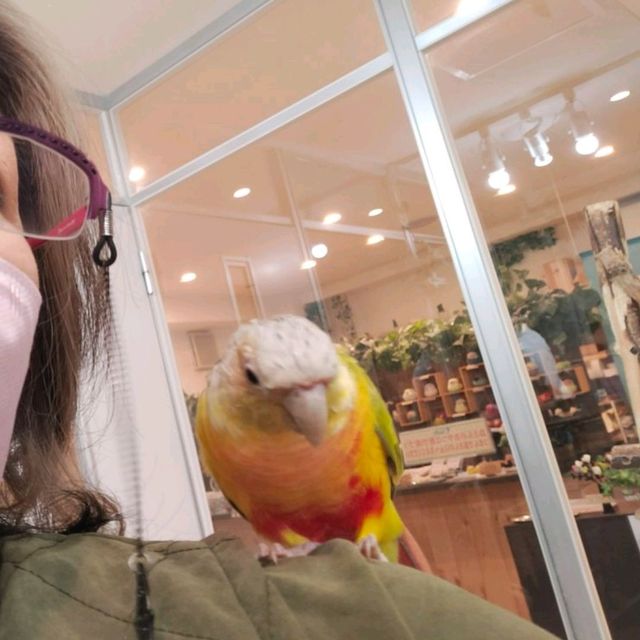 【大阪 東心斎橋】バードカフェで癒されちゃう🐦