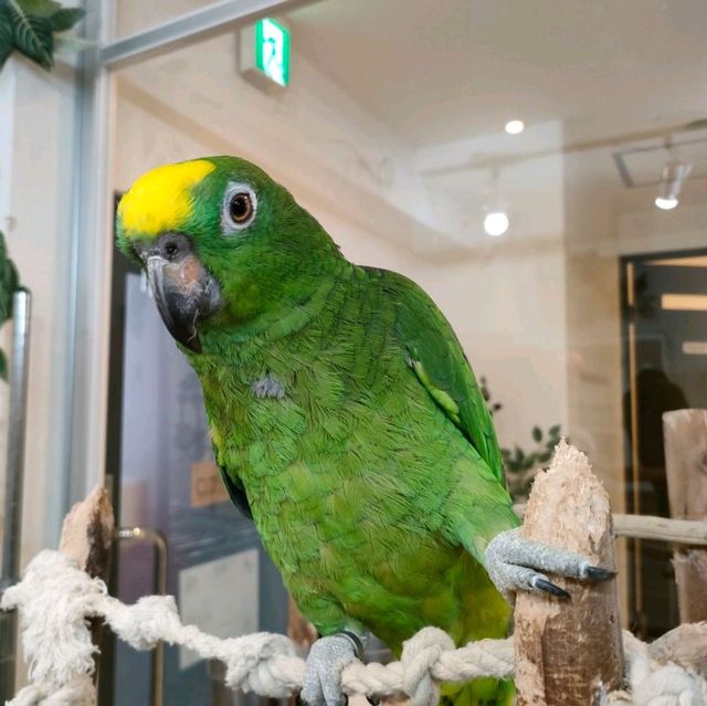 【大阪 東心斎橋】バードカフェで癒されちゃう🐦