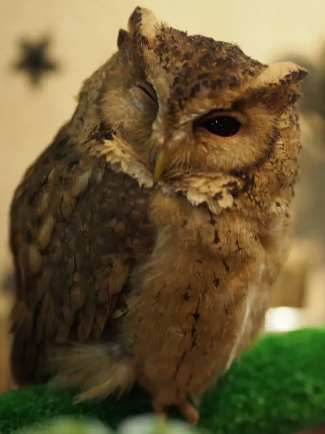 Want to pet an owl?