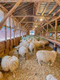 강원도 평창 여행 코스 🐑대관령 양떼목장