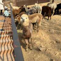 草泥馬樂園Alpaca World!!