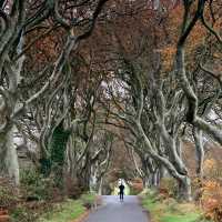 My GOT Fans… The Dark Hedges!