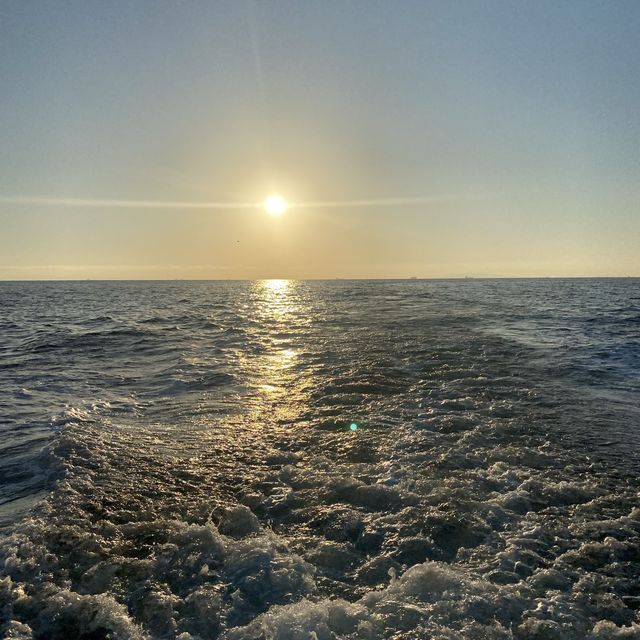 Newport Beach 🏝 Whale Watching 🐳 